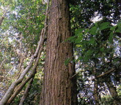 タヒボ、タヒボ茶は大阪の健勝堂薬局へ